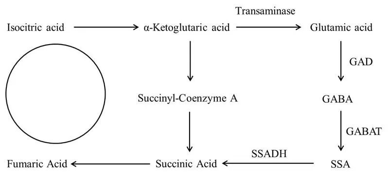 Biochemical metabolic pathway