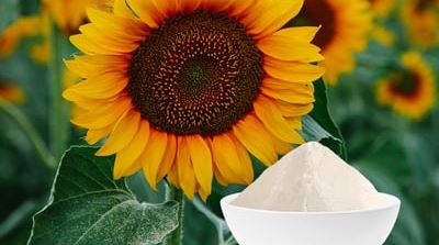 Sunflower oil powder