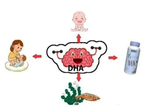 DHA Powder benefits