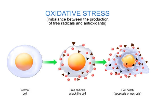 Antioxidant function Antioxidant function